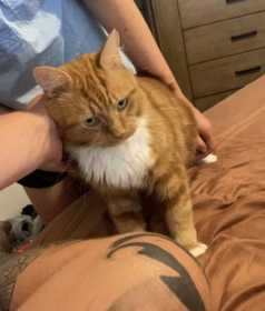 Lost Cat
