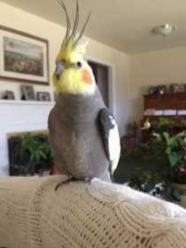 Lost Cockatiel