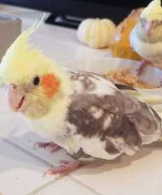 Lost Cockatiel