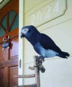 Lost African Grey