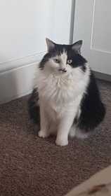 Lost Cat