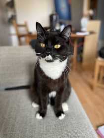 Lost Cat