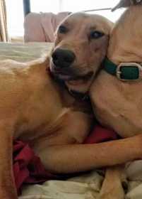 Lost Dog