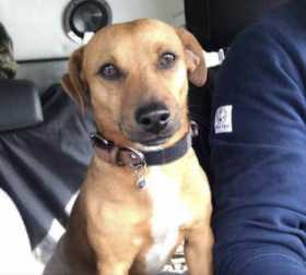 Lost Dog