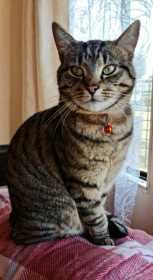 Lost Cat