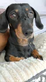 Lost Dog
