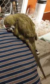 Lost Indian Ringneck Parakeet