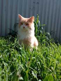 Lost Cat