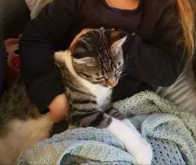 Lost Cat