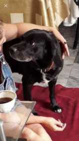 Lost Dog