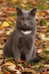 Lost Cat