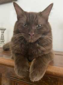 Lost Cat