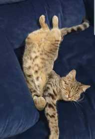 Lost Cat