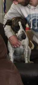 Lost Dog