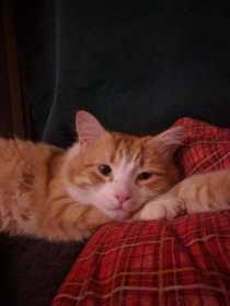 Lost Cat