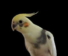 Lost Cockatiel