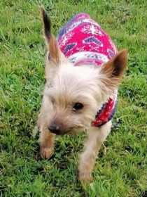 Lost Dog
