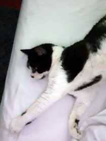 Lost Cat