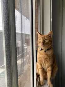 Lost Cat