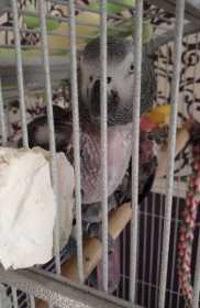 Lost African Grey