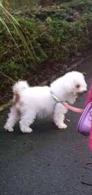 Lost Dog