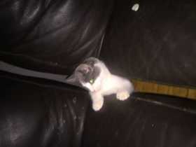 Lost Cat