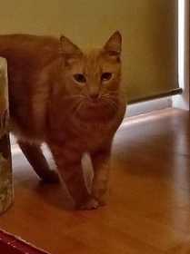 Lost Cat