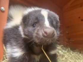 Lost Skunk