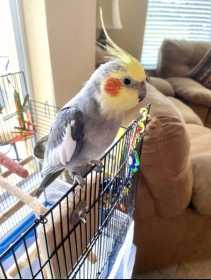 Lost Cockatiel