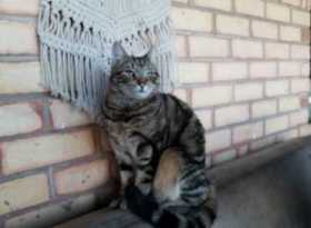 Lost Cat