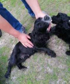 Lost Dog