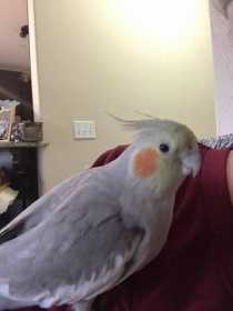 Lost Cockatiel