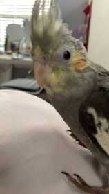 Lost Cockatiel