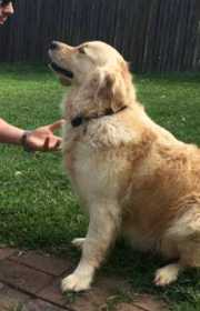 Lost Dog