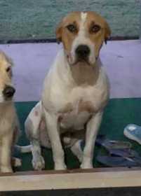 Lost Dog