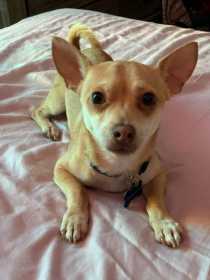 Lost Dog