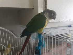 Lost Conure