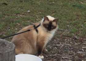Lost Cat