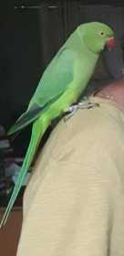 Lost Indian Ringneck Parakeet