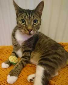 Lost Cat