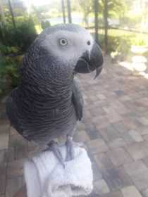 Lost African Grey