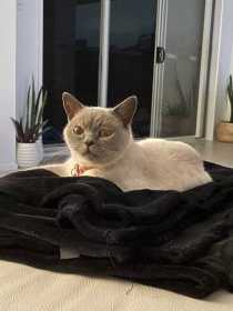 Lost Cat