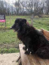 Lost Dog