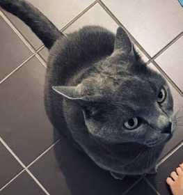 Lost Cat