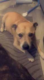 Lost Dog