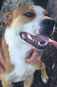 Lost Dog