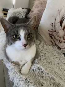Lost Cat