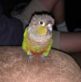 Lost Conure