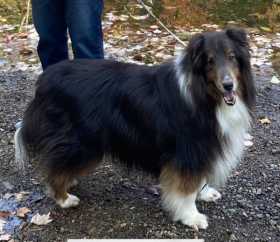 Lost Dog