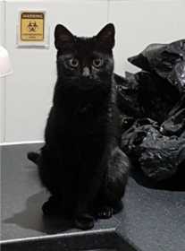 Lost Cat